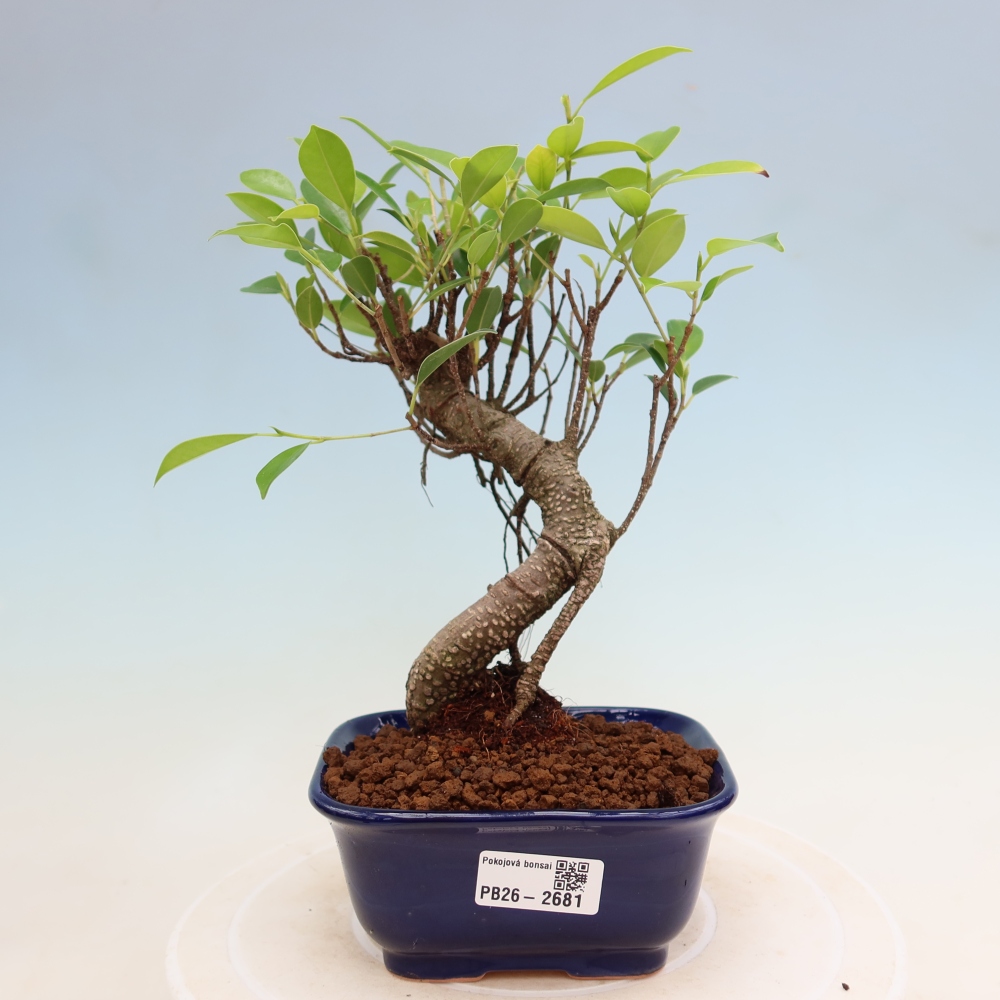 Szobai bonsai - Ficus kimmen - kislevelű fikusz