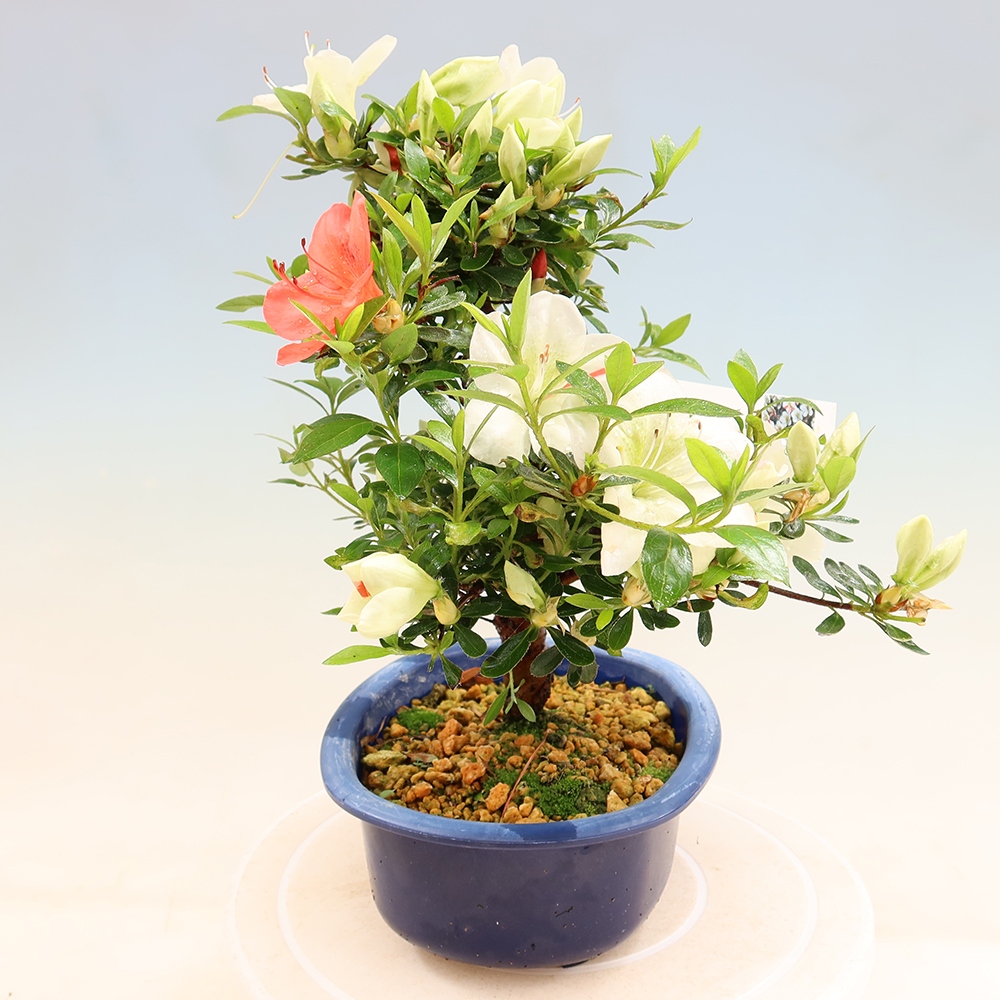 Kültéri bonsai - Japán azálea - Azálea Asahi-no-izumi