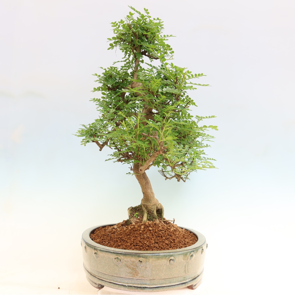 Szobai bonsai - Zantoxylum piperitum - borsfa