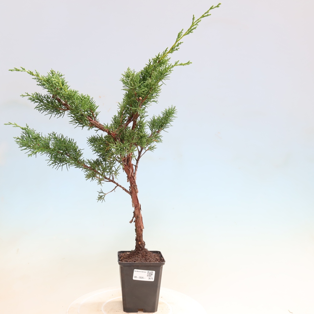 Kültéri bonsai - Juniperus chinensis Kishu