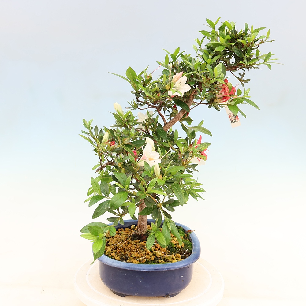 Kültéri bonsai - Japán azálea - Azalea Senhime