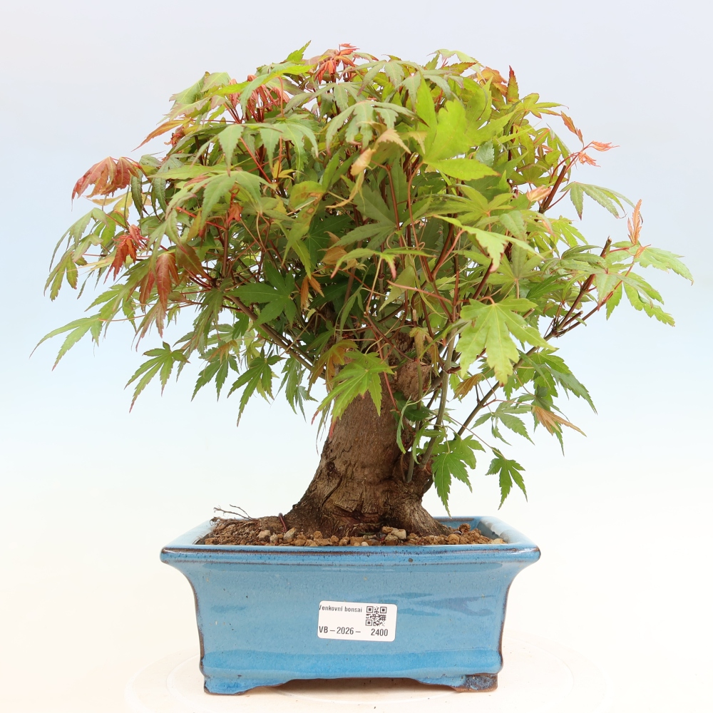 Kültéri bonsai - Juhar Burger - Acer Burgerianum