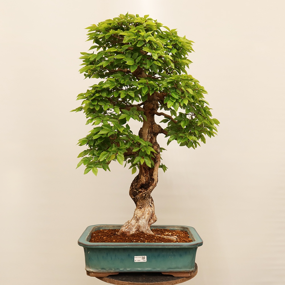 Kültéri bonsai -Carpinus Coreana - Koreai gyertyánfa