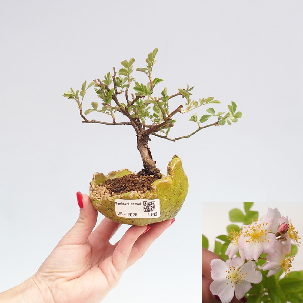 Kültéri bonsai - Rosa sp. - kisvirágú rózsa