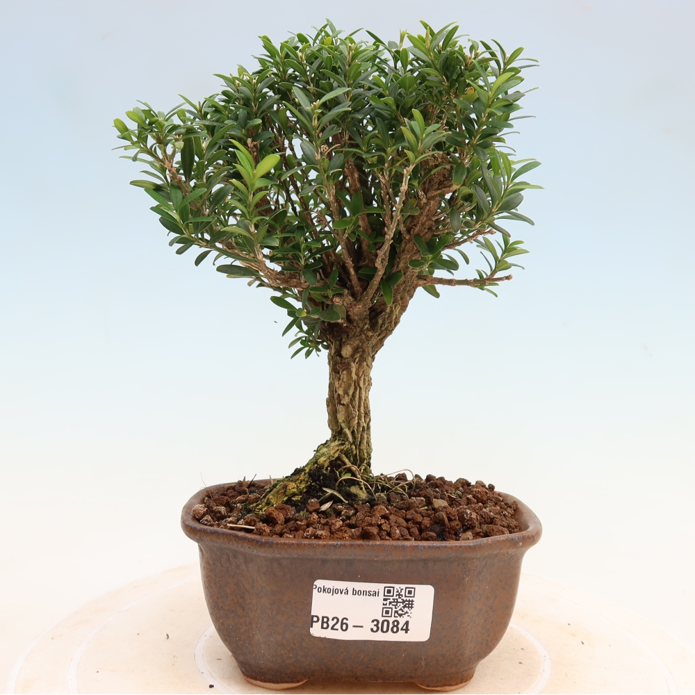 Szobai bonsai - Buxus harlandii - parafa buxus
