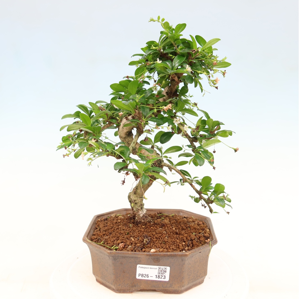 Szobai bonsai - Carmona macrophylla - Tea fuki