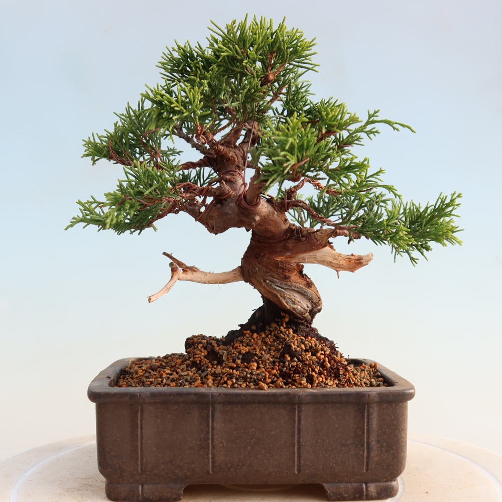 Kültéri bonsai - Juniperus chinensis Itoigawa