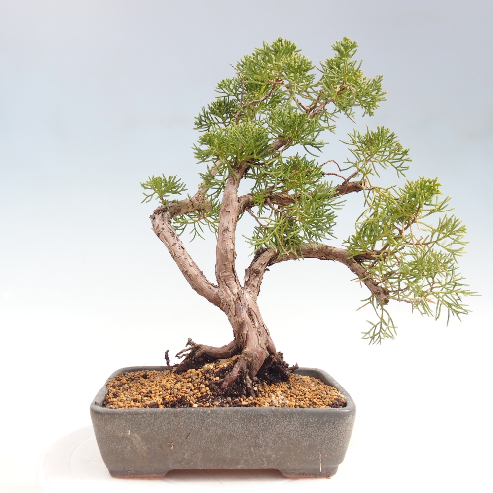Kültéri bonsai - Juniperus chinensis Kishu