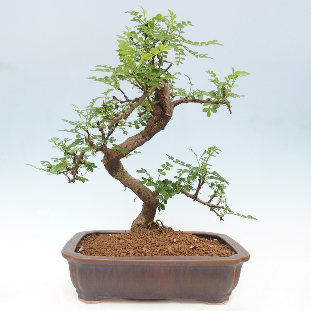 Szobai bonsai - Zantoxylum piperitum - borsfa