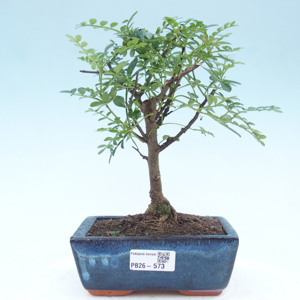 Szobai bonsai - Zantoxylum piperitum - borsfa