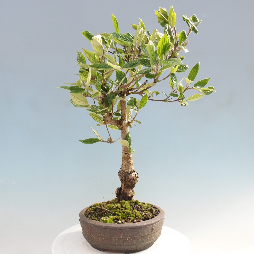Kültéri bonsai-Kalina Bodnanská - Viburum carlesii hemsi