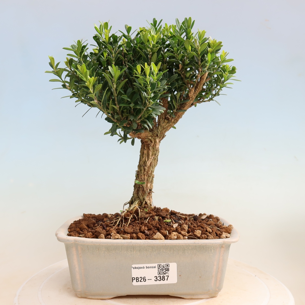 Szobai bonsai - Buxus harlandii - parafa buxus