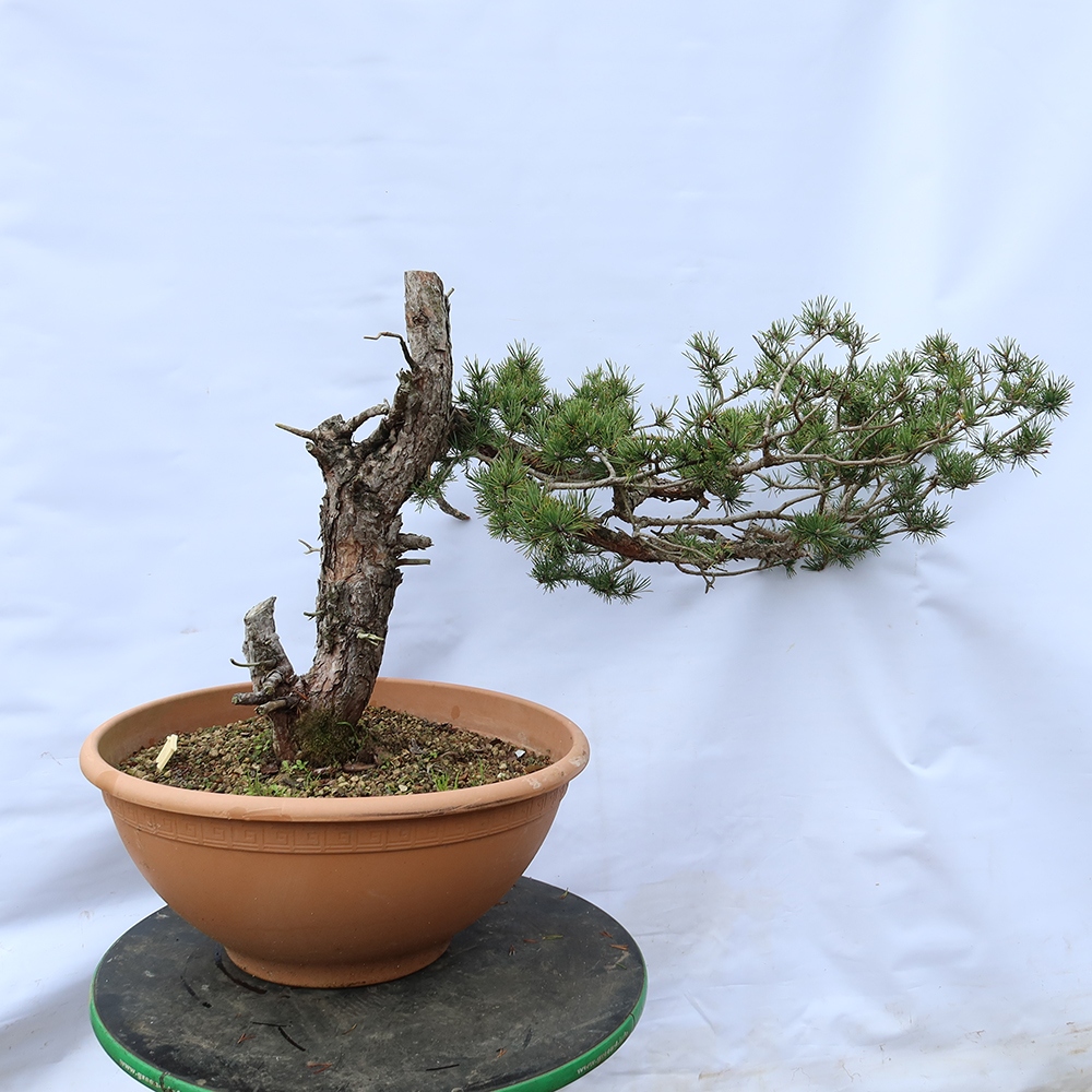 Pinus sylvestris Spanyolország – erdei fenyő