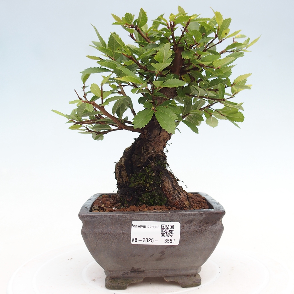 Kültéri bonsai - Zelkova - Zelkova NIRE