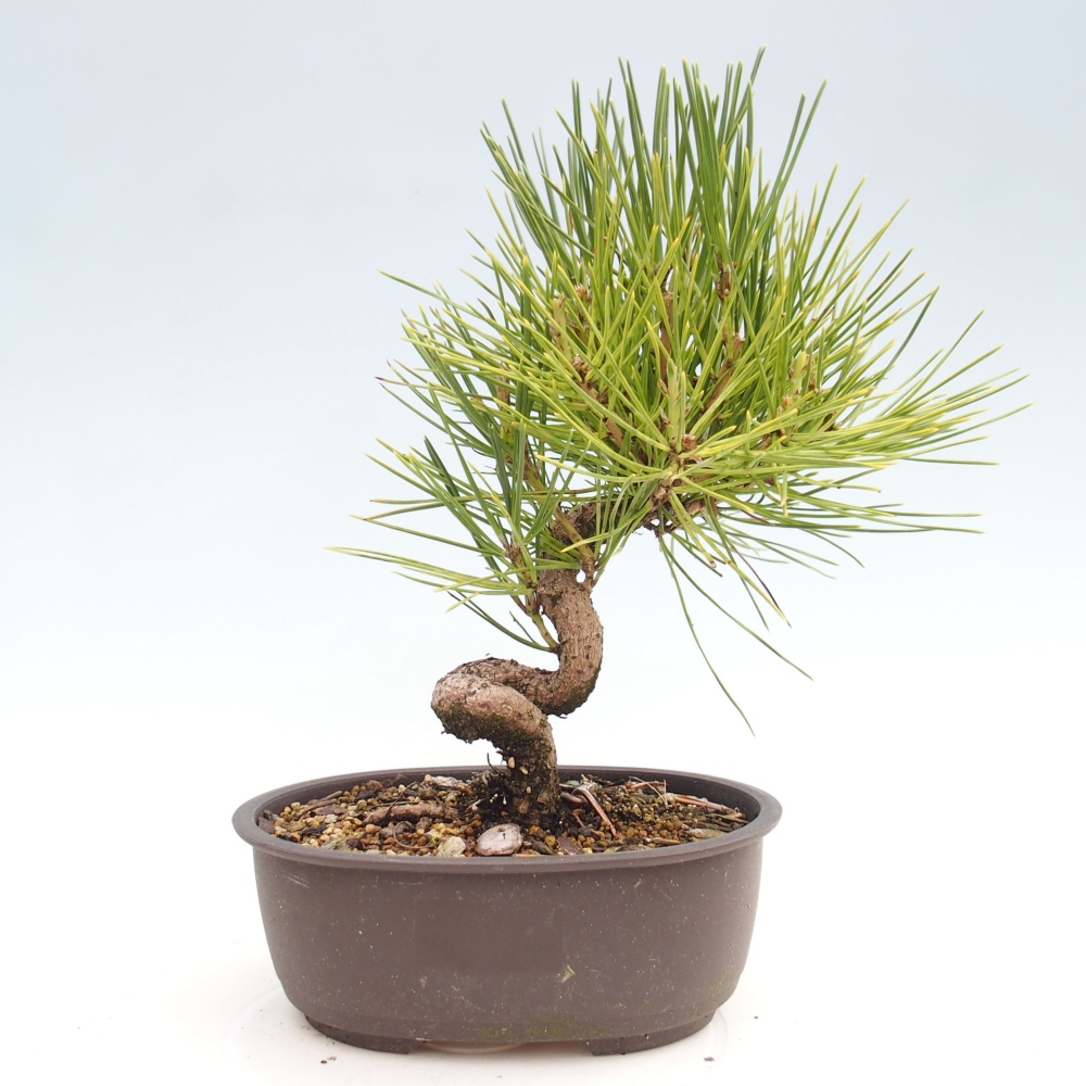Kültéri bonsai - Pinus thunbergii - Thunberg fenyő