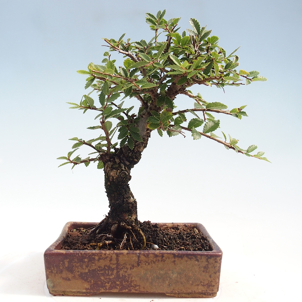 Kültéri bonsai - Zelkova - Zelkova NIRE