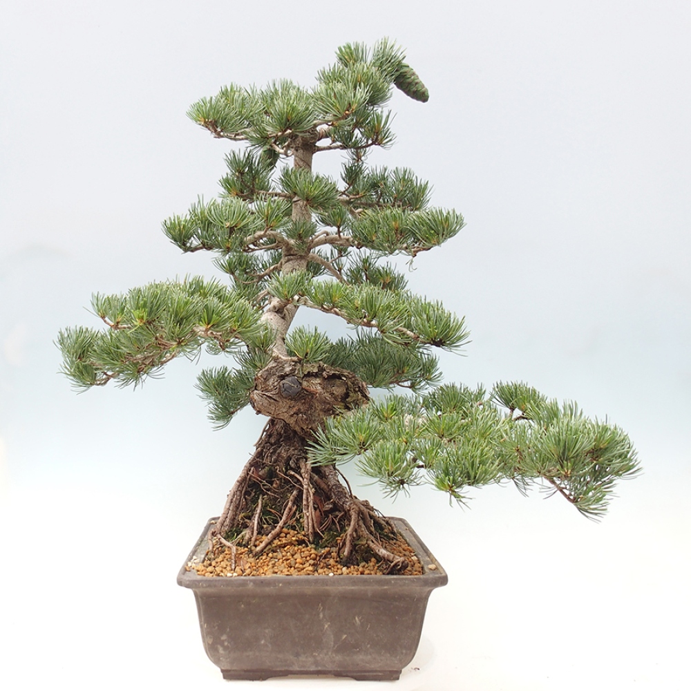 Kültéri bonsai - Pinus parviflora - Pinus parviflora