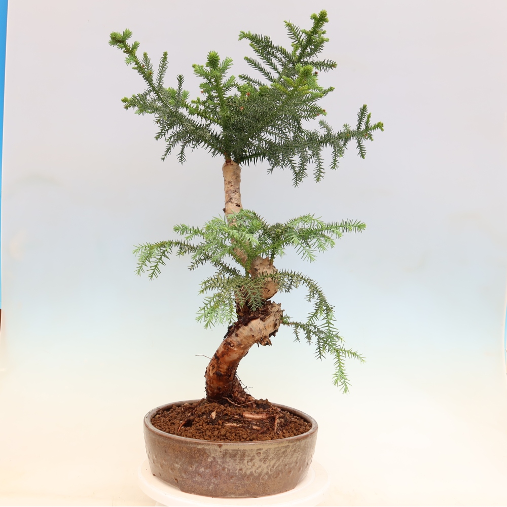 Szobai bonsai - Araucaria - szobai lucfenyő