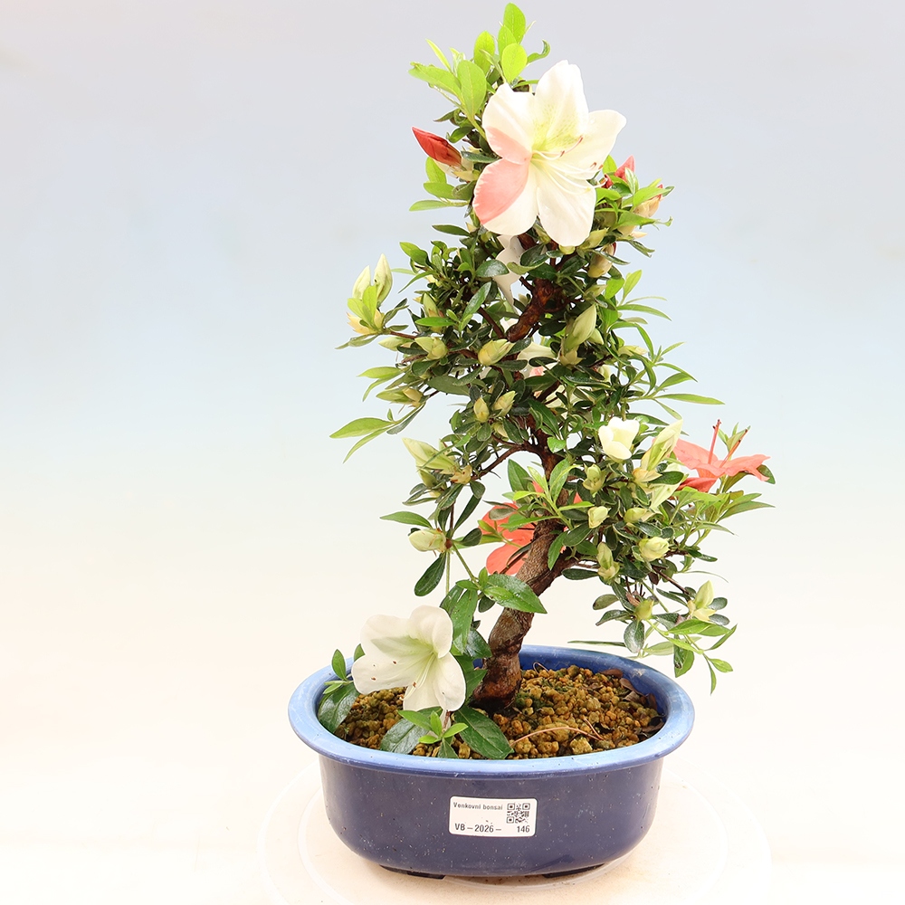 Kültéri bonsai - Japán azálea - Azálea Asahi-no-izumi