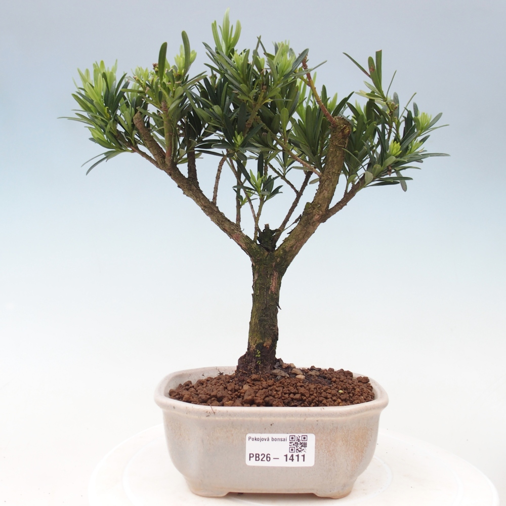 Szobai bonsai - Podocarpus - Kőtiszafa
