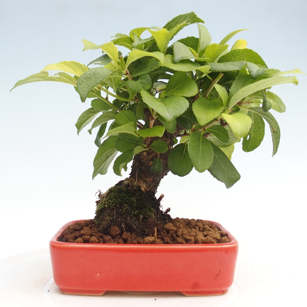 Kültéri bonsai - Celastrus orbiculatus