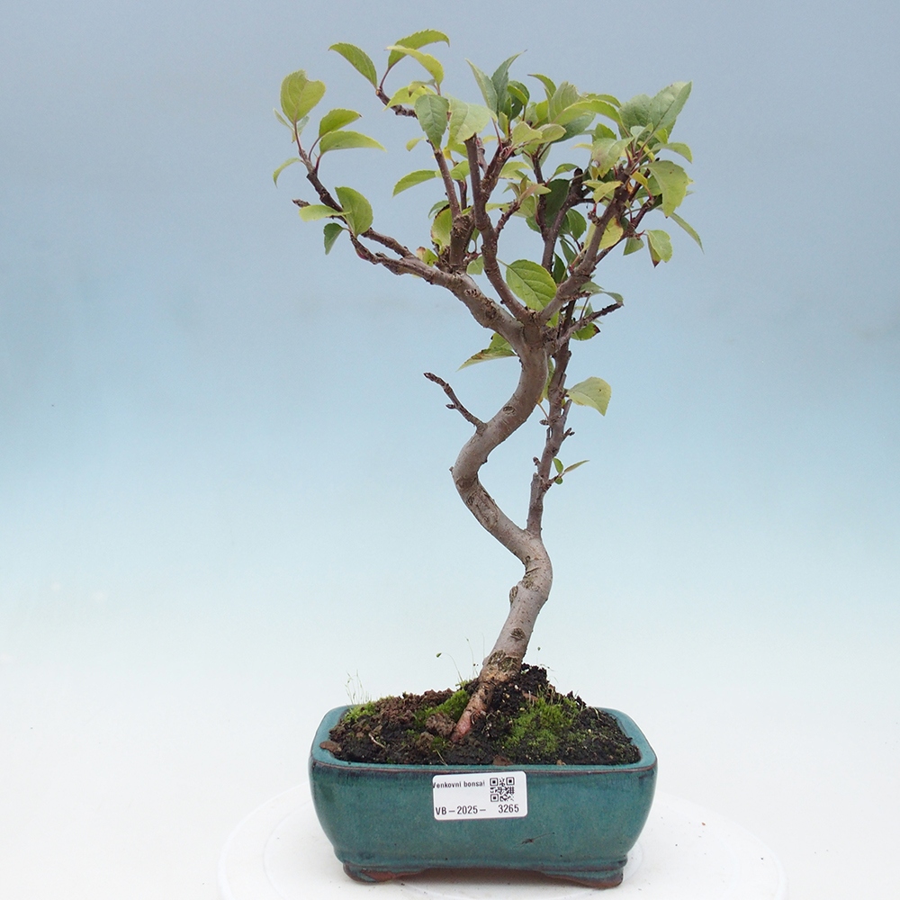 Kültéri bonsai -Malus halliana - Kis gyümölcsű almafa