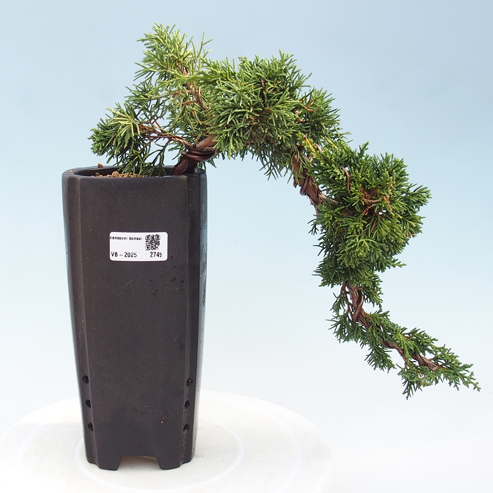 Kültéri bonsai - Juniperus chinensis Kishu