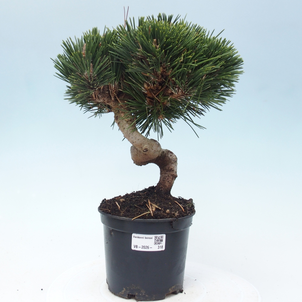 Kültéri bonsai - Pinus thunbergii senjyumaru - Thunberg fenyő
