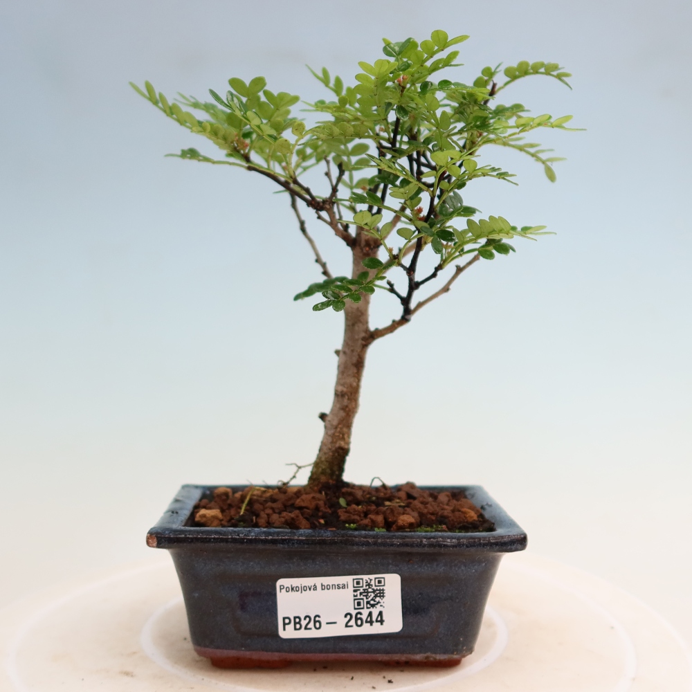 Szobai bonsai - Zantoxylum piperitum - borsfa