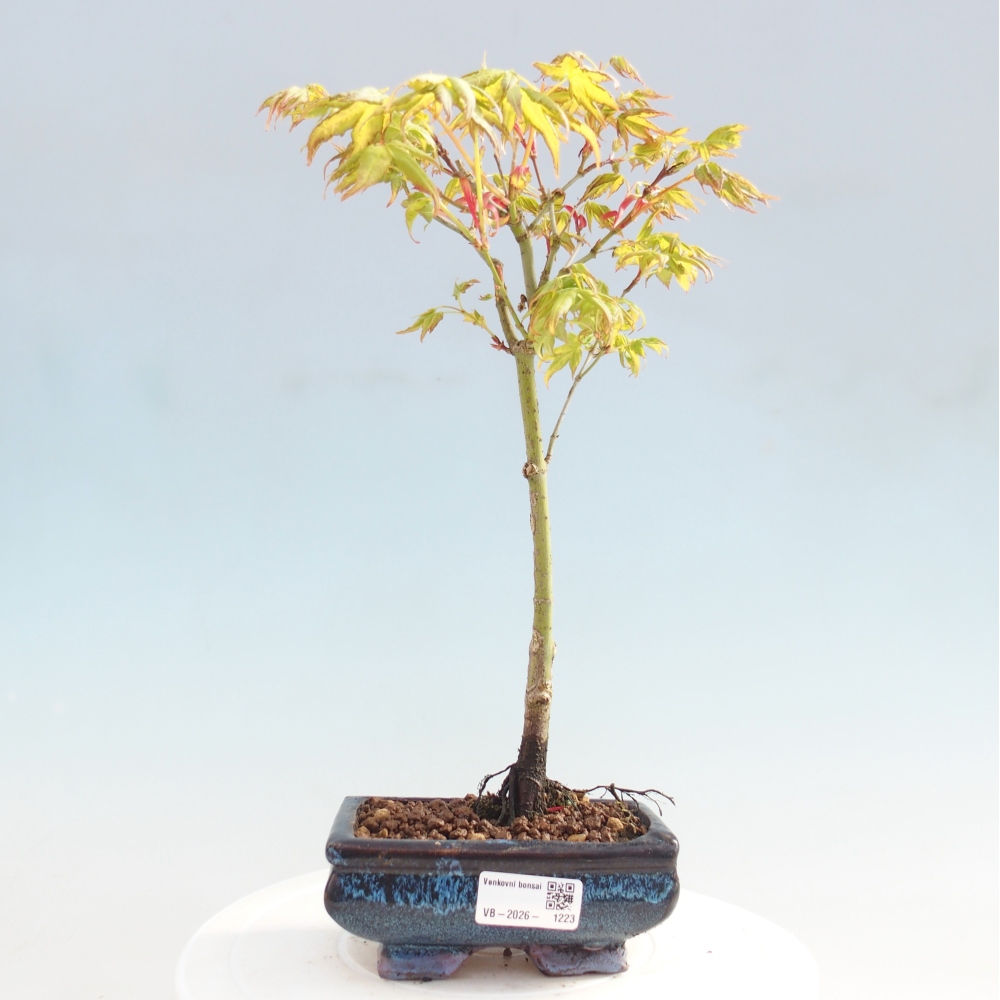 Acer palmatum Aureum - Arany juhar