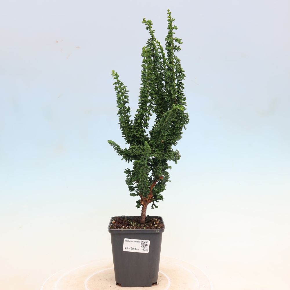 Kültéri bonsai - Cham. obtusa SEKKA HINOKI - Cifra ciprus