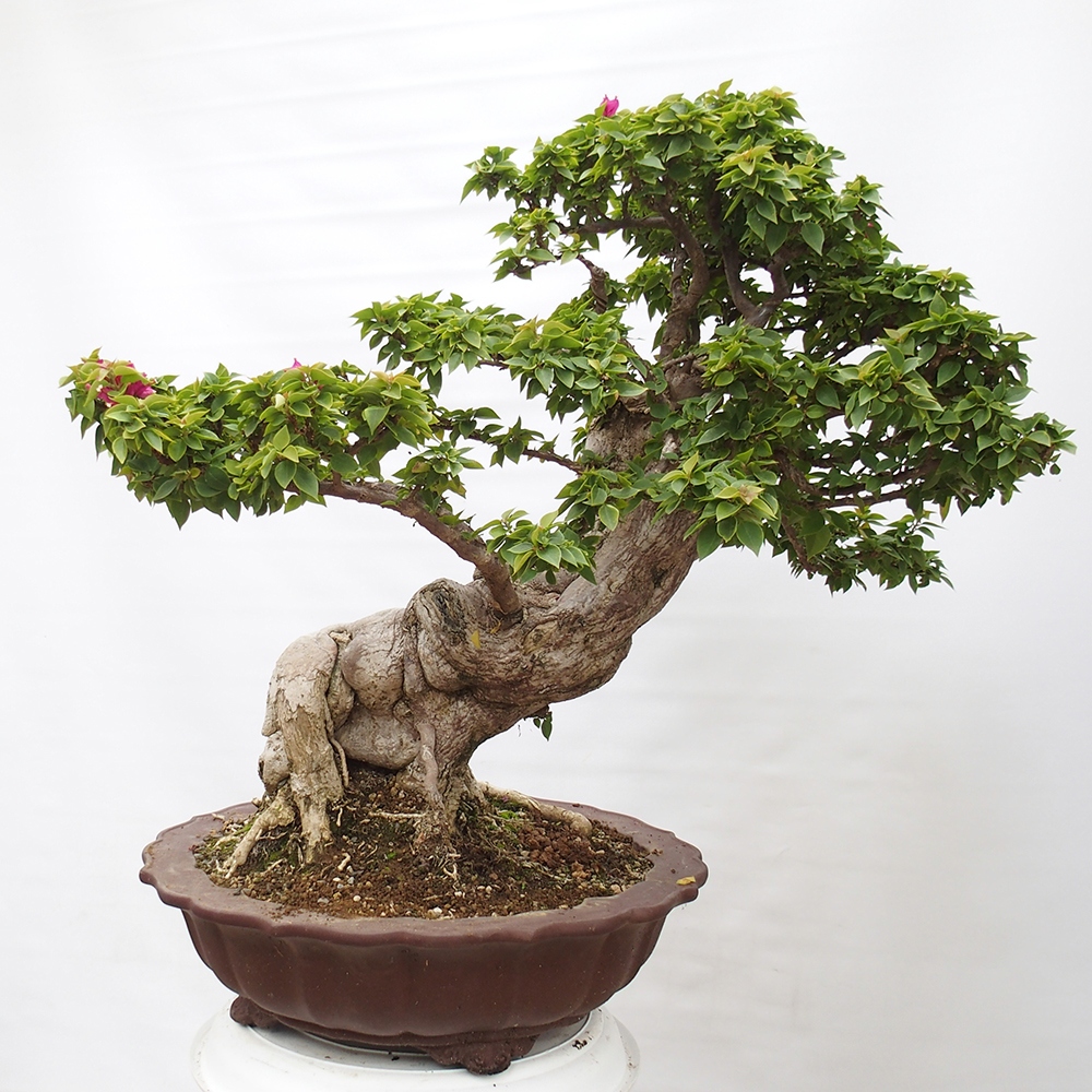 Szoba bonsai - Bouganwilea