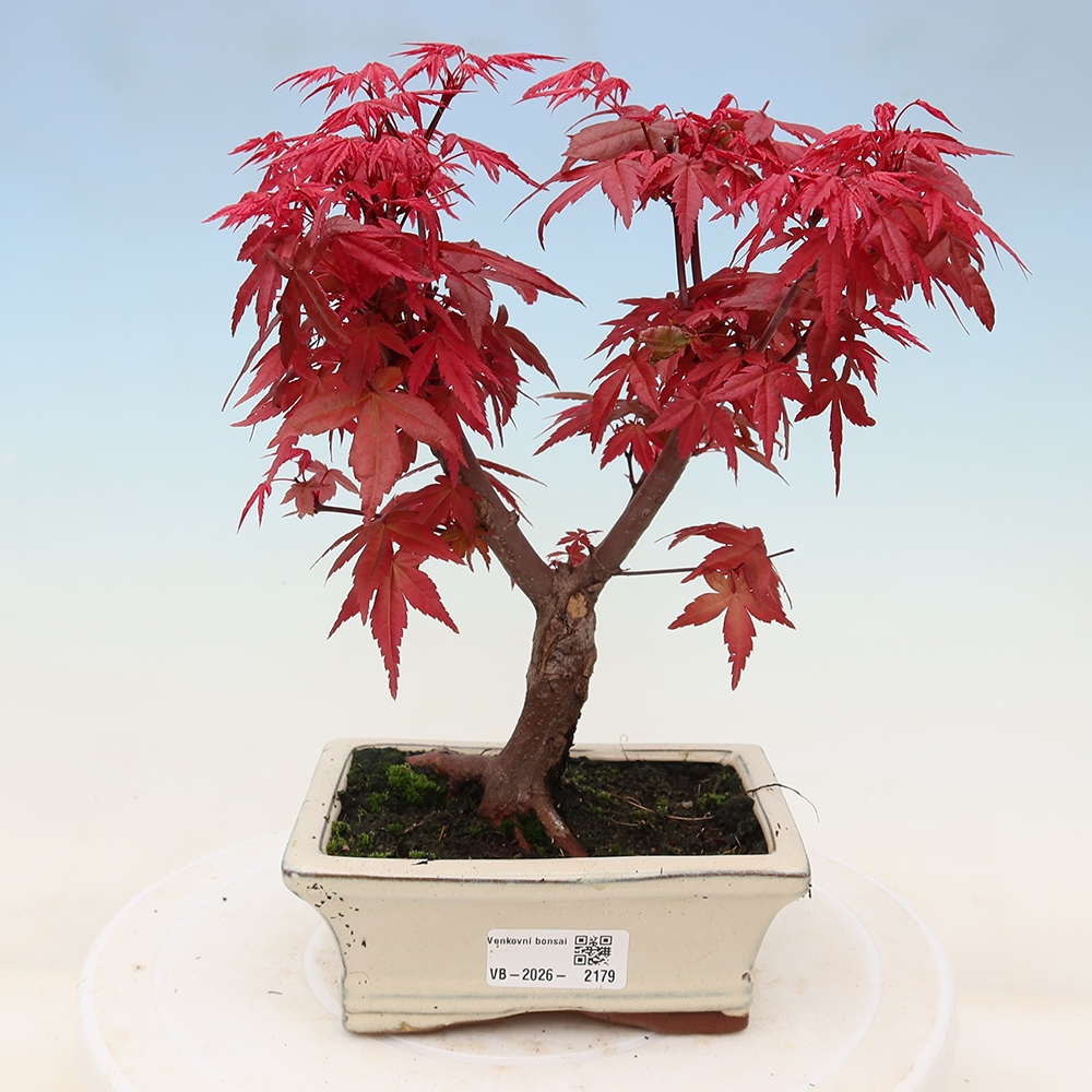 Kültéri bonsai - Acer palmatum DESHOJO