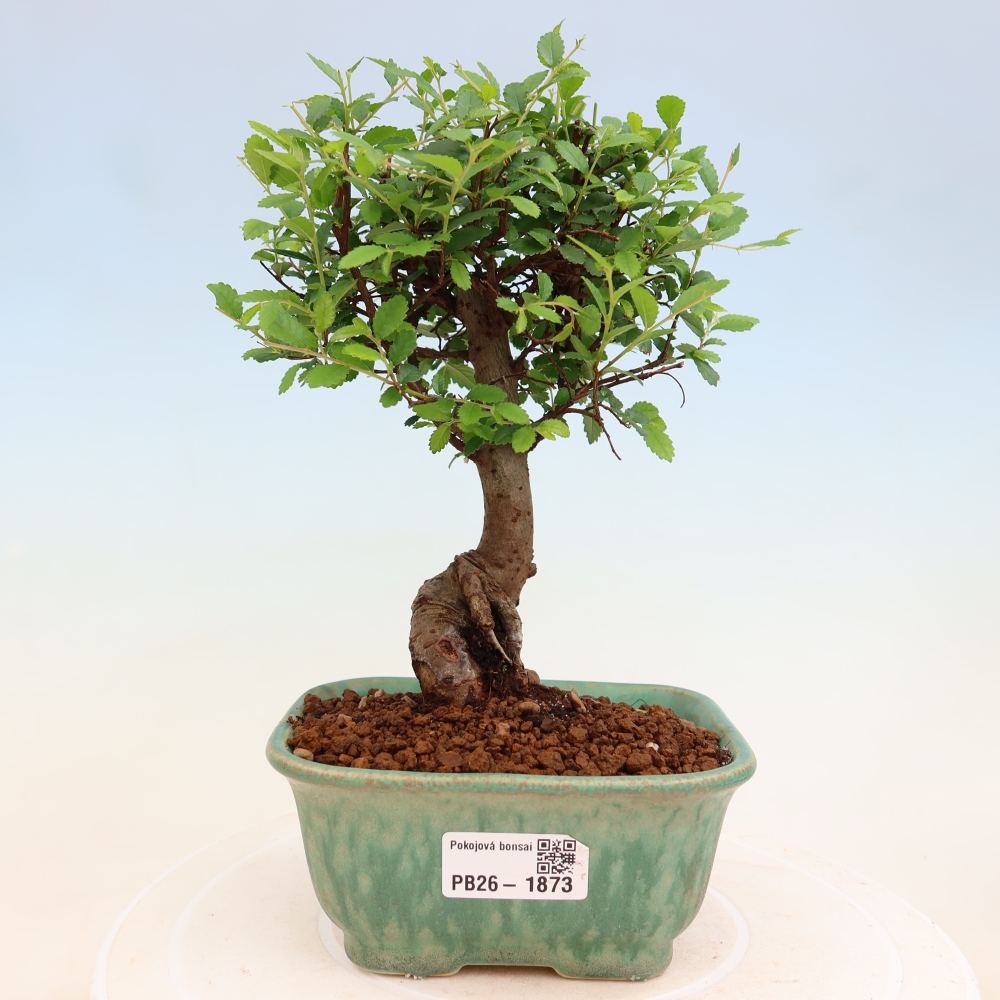 Szobai bonsai - Ulmus parvifolia - Kislevelű szilfa