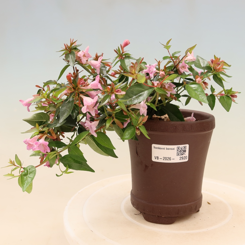 Kültéri bonsai – Abelia Edward Goucher – Nagyvirágú abélia