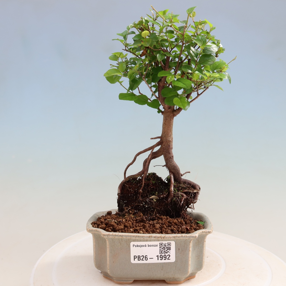 Szobai bonsai - Sageretia thea - Sageretia thea