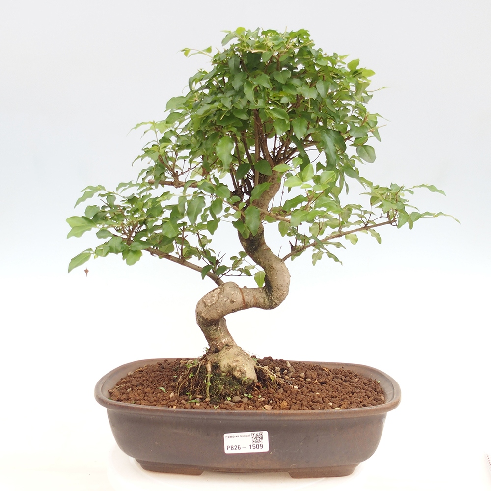 Szobai bonsai -Ligustrum chinensis - Madárcsőr