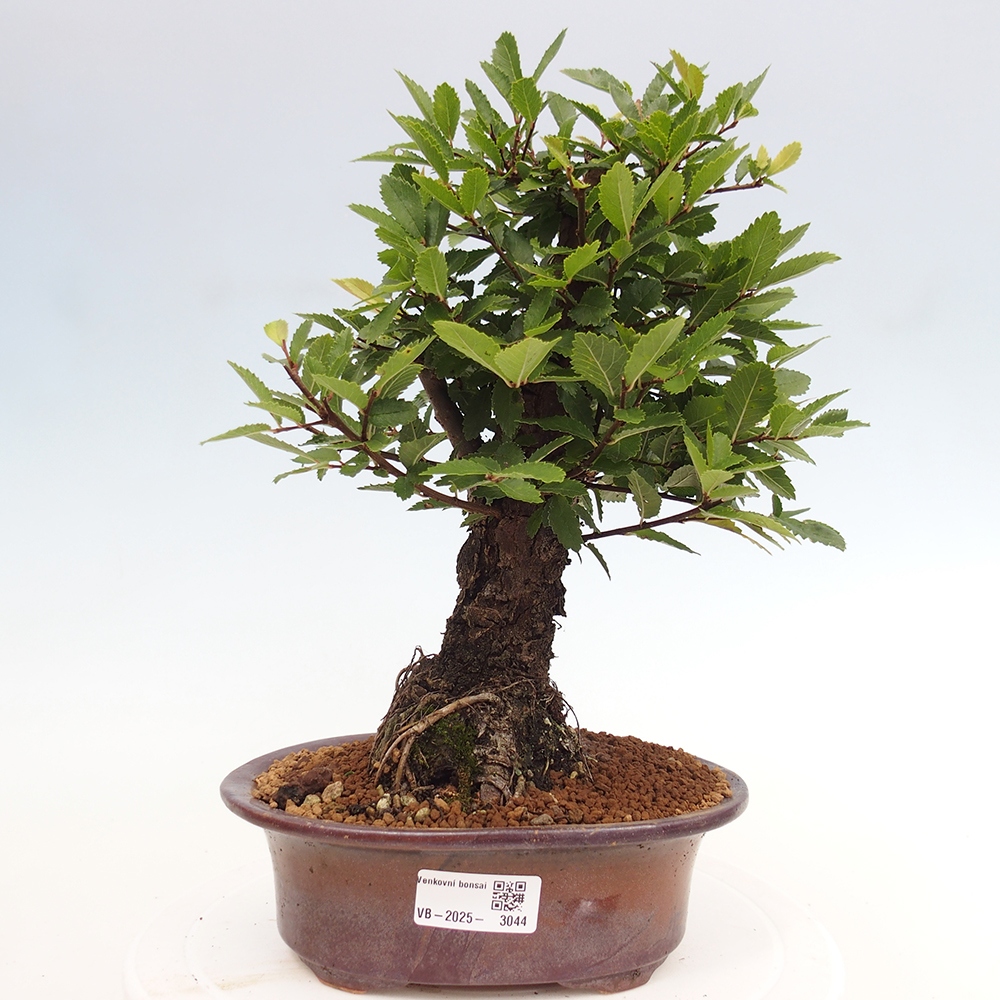 Kültéri bonsai - Zelkova - Zelkova NIRE
