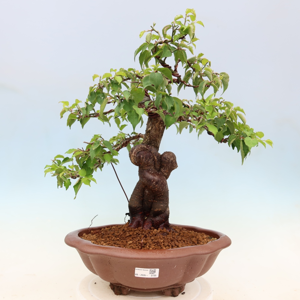 Kültéri bonsai – Japán barack – Prunus Mume