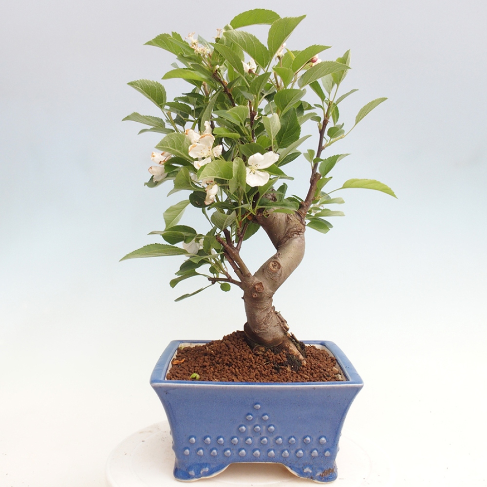Kültéri bonsai -Malus halliana - Kis gyümölcsű almafa