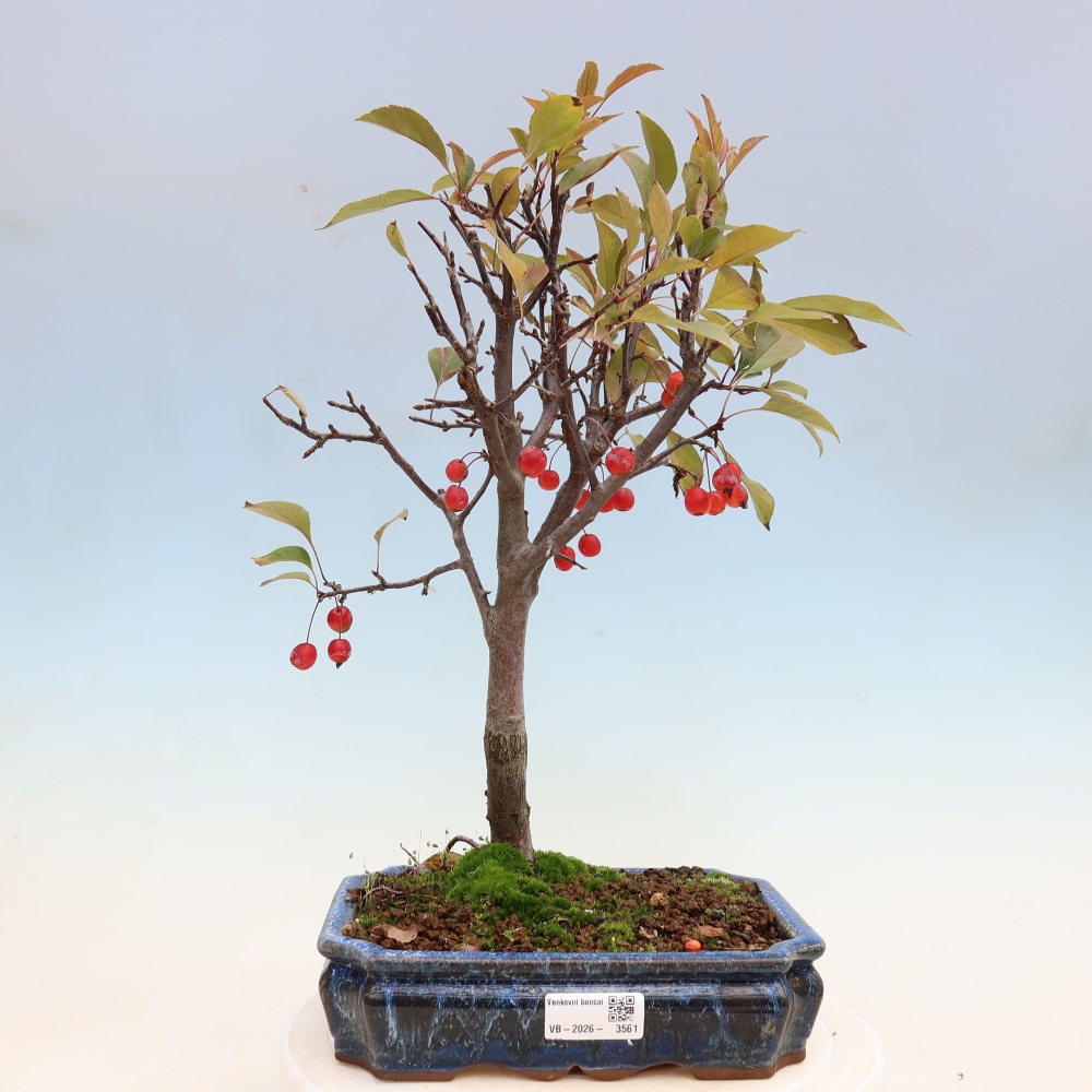 Kültéri bonsai -Malus domestica - Kis gyümölcsű piros levelű almafa
