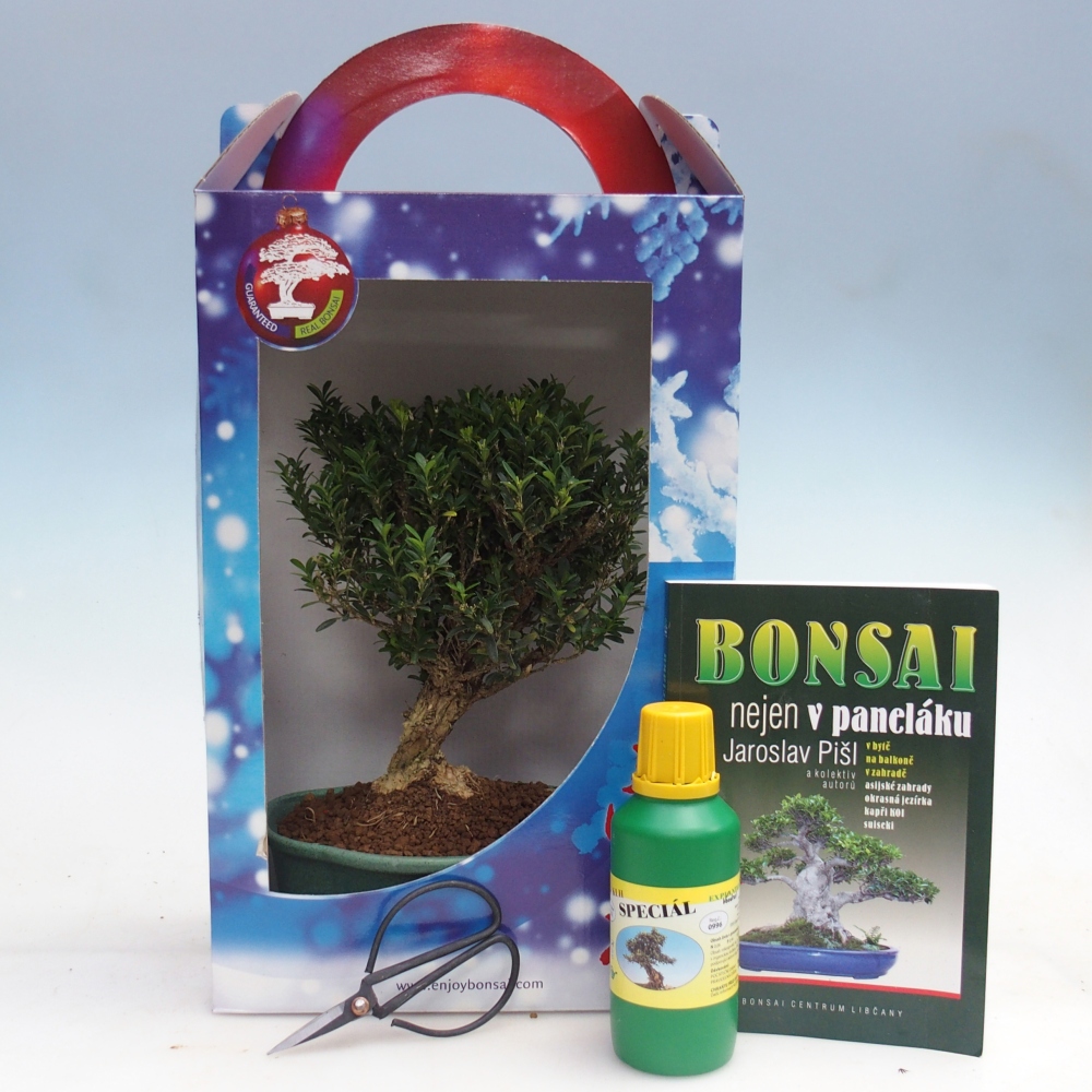 Szobai bonsai ajándékdobozban Buxus harlandii - parafa buxus