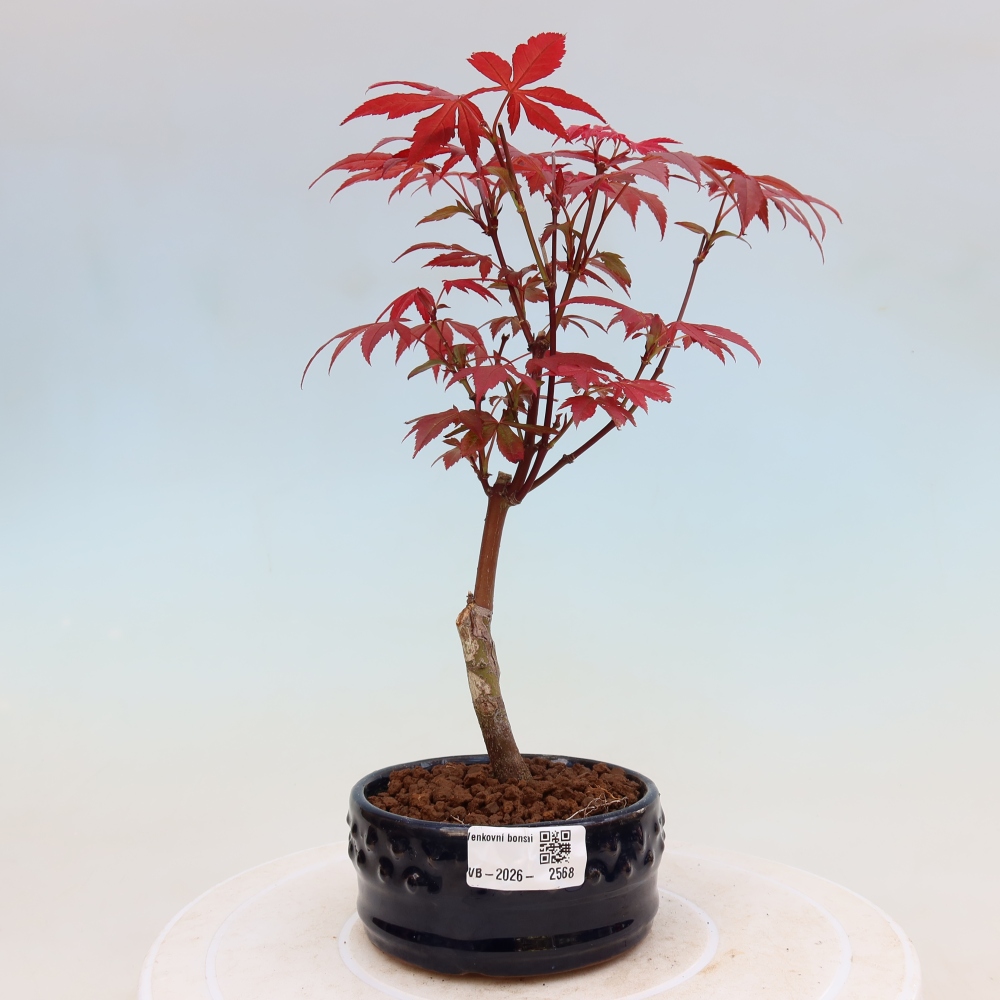 Kültéri bonsai - Acer pálma. Atropurpureum-Javor palmate
