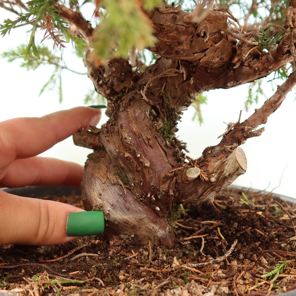 Kültéri bonsai - Juniperus chinensis Itoigawa-Juniperus chinensis