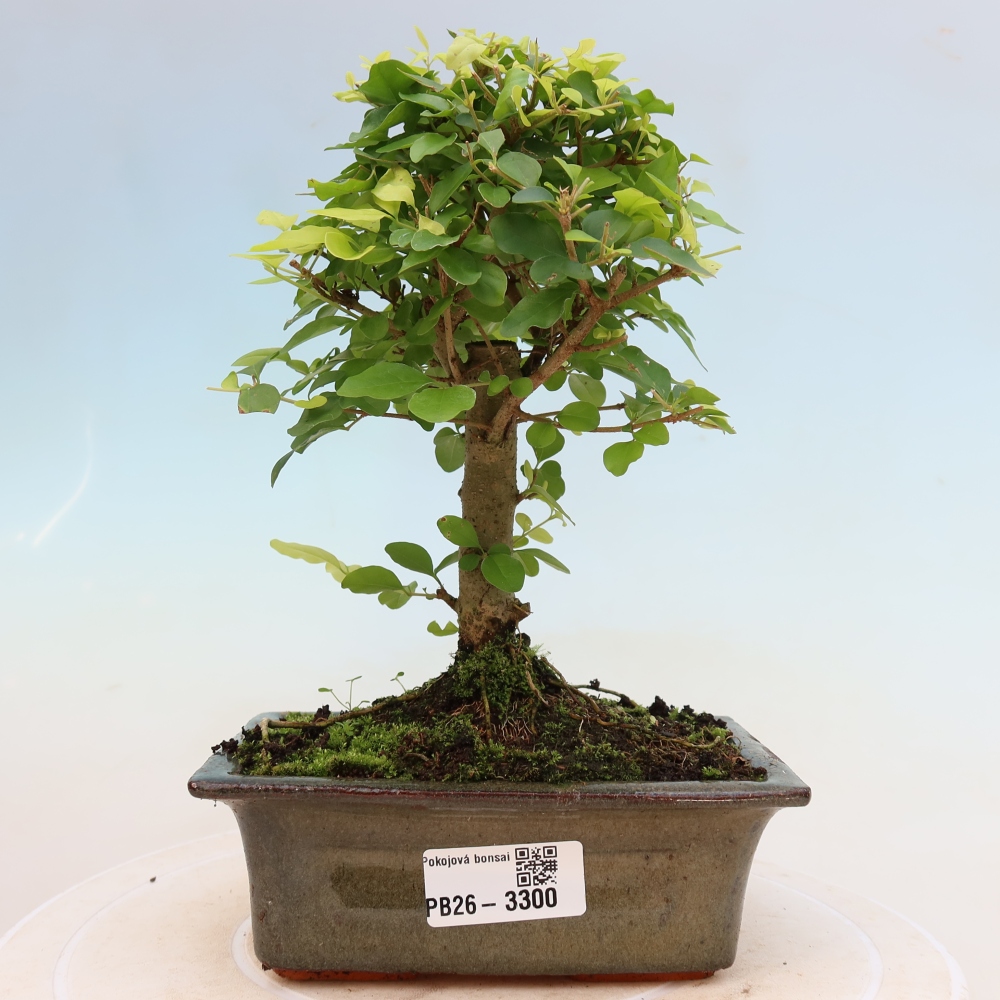 Szobai bonsai -Ligustrum chinensis - Madárcsőr