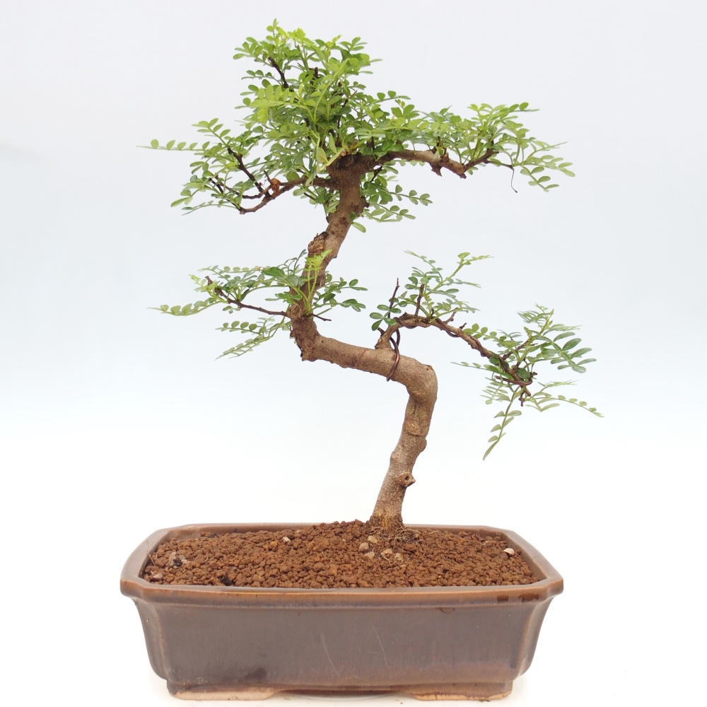 Szobai bonsai - Zantoxylum piperitum - borsfa