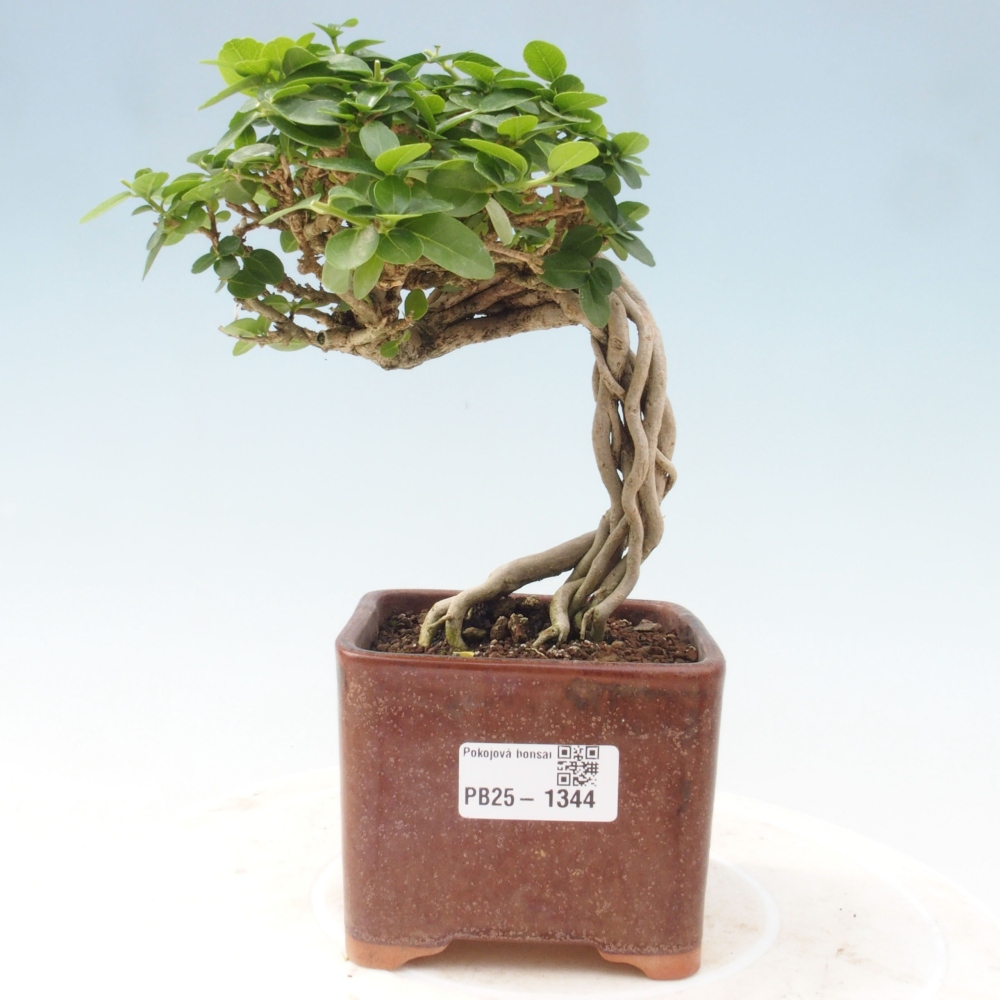 Beltéri bonsai - Premna serratifolia - Kozlovna malolista