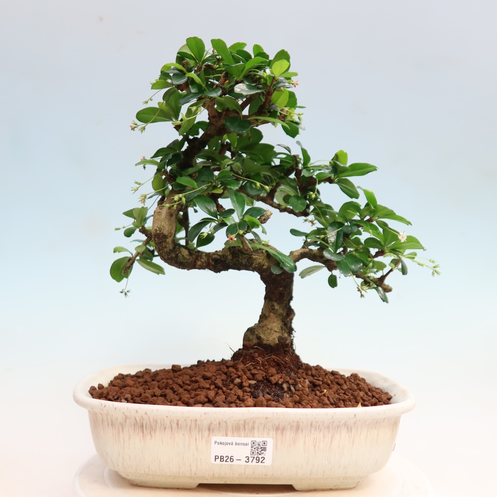 Szobai bonsai - Carmona macrophylla - Tea fuki