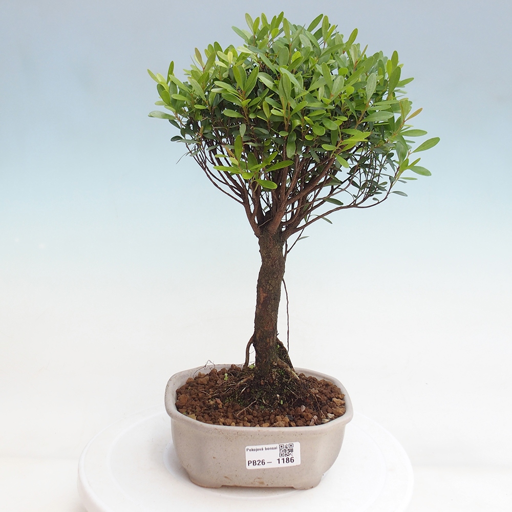 Szobai bonsai - Syzygium - Pimento