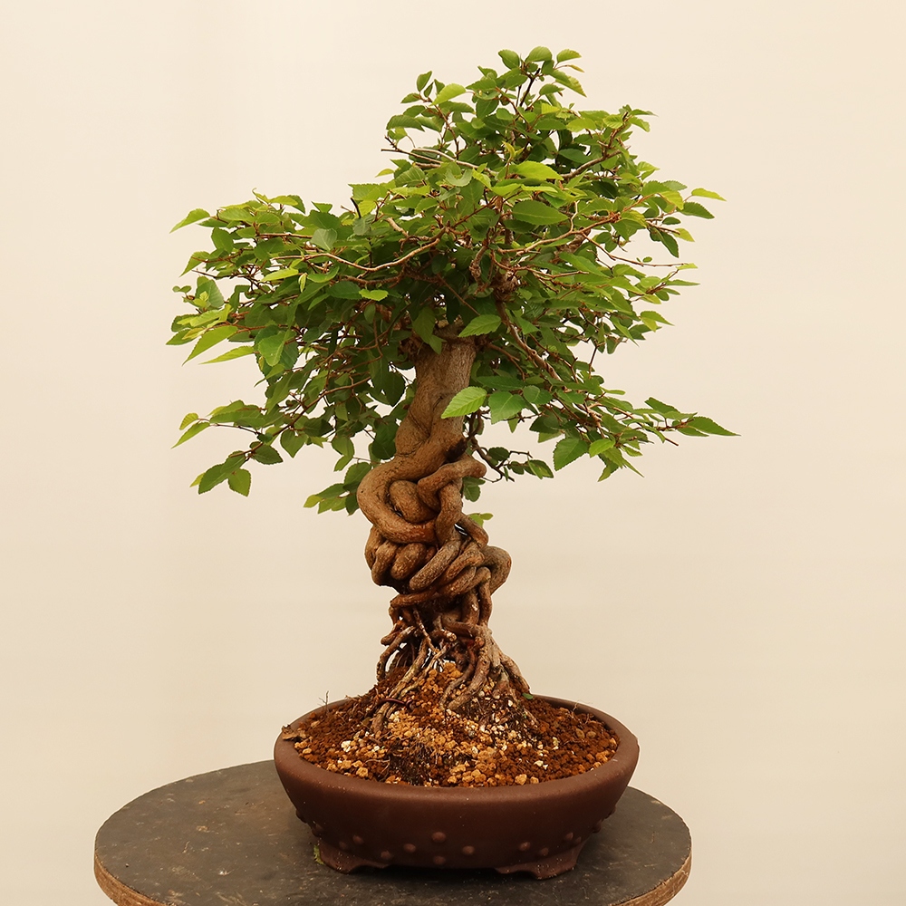 Kültéri bonsai -Carpinus Coreana - Koreai gyertyánfa
